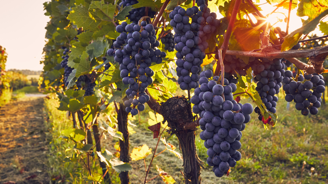 Notizie sul vino: prezzi giù del 13,5% e margini ridotti, così il vino italiano reagisce ai dazi USA