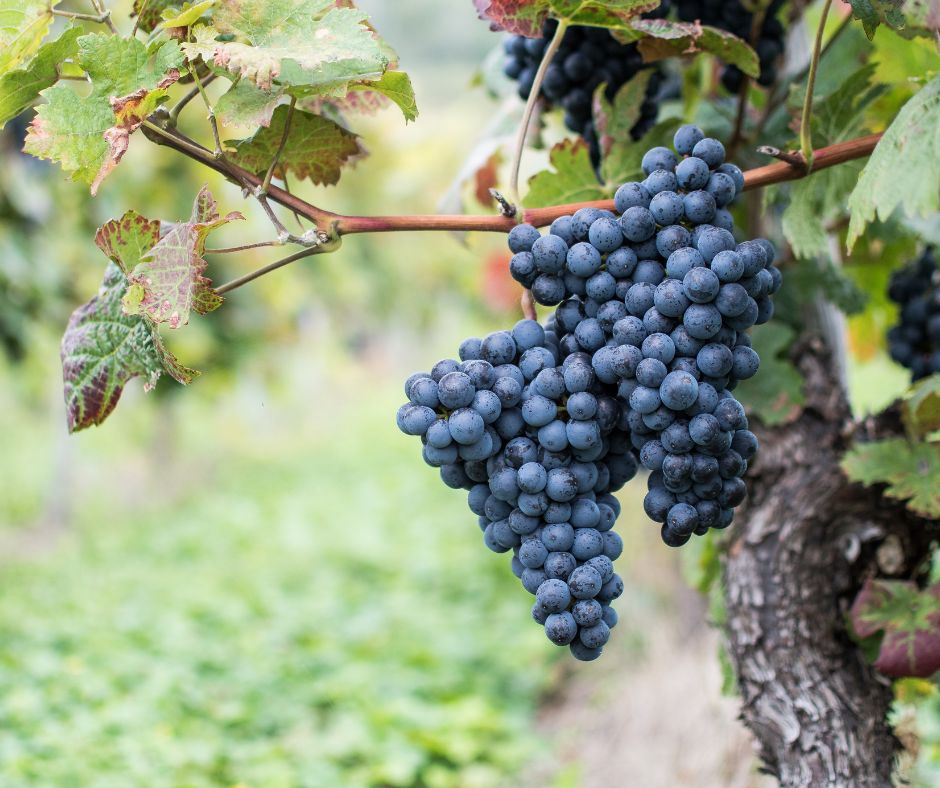 Notizie sul vino: Sicilia 2025, la vendemmia più lunga d’Italia è appena terminata con uve di qualità eccellente