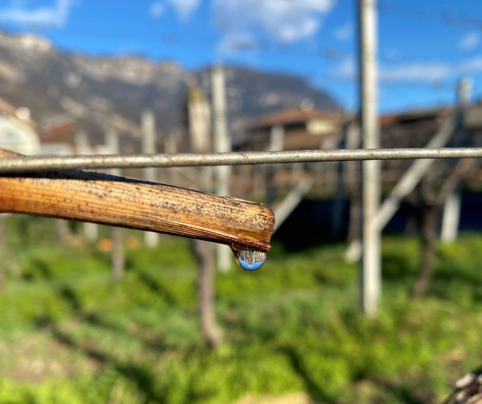 Che cos'è il pianto della vite?