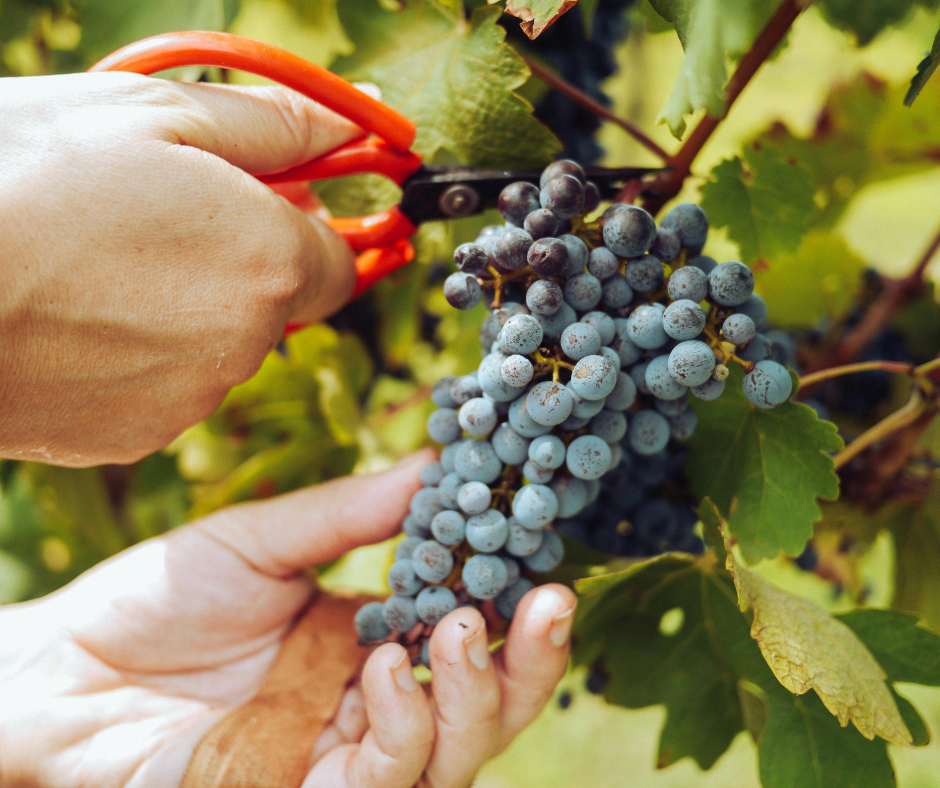 Notizie sul vino: Vendemmia 2025 in Italia a due velocità, Nord e Centro rallentano, il Sud corre al +20%