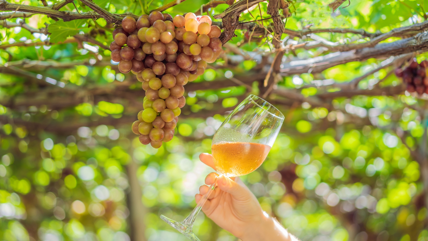 LA NUOVA LEGGE PER FAVORIRE LA TRASPARENZA E LA TRACCIABILIÀ DEL VINO ITALIANO