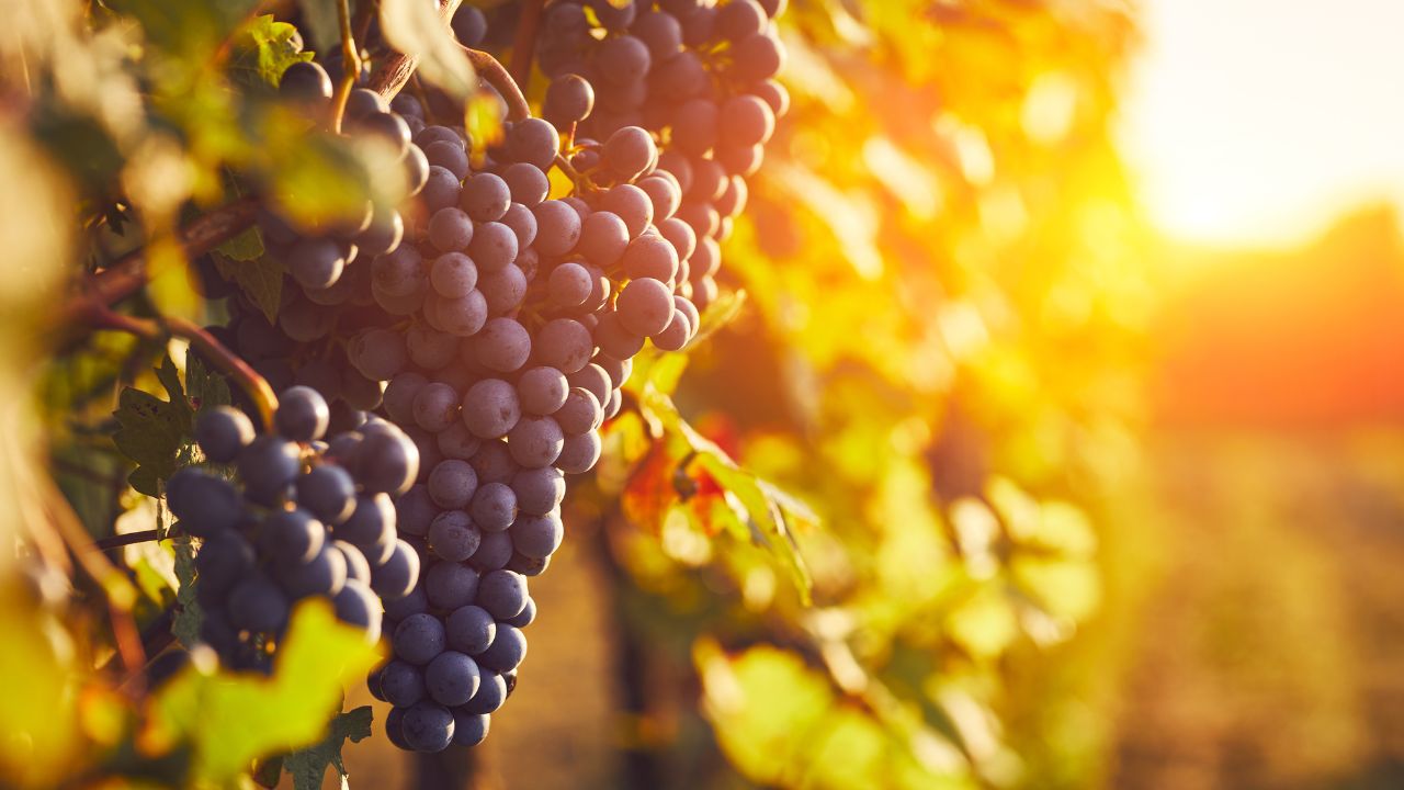 10 cose da sapere sulla Croatina