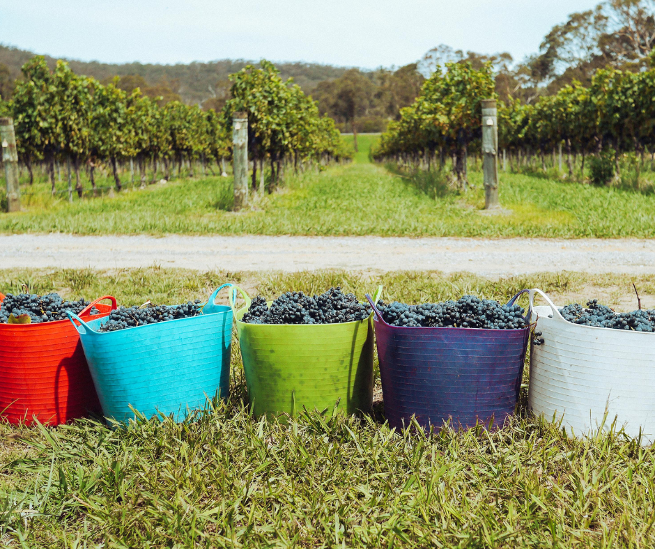Notizie sul vino: La vendemmia 2025 in Italia comincia dalla Sicilia