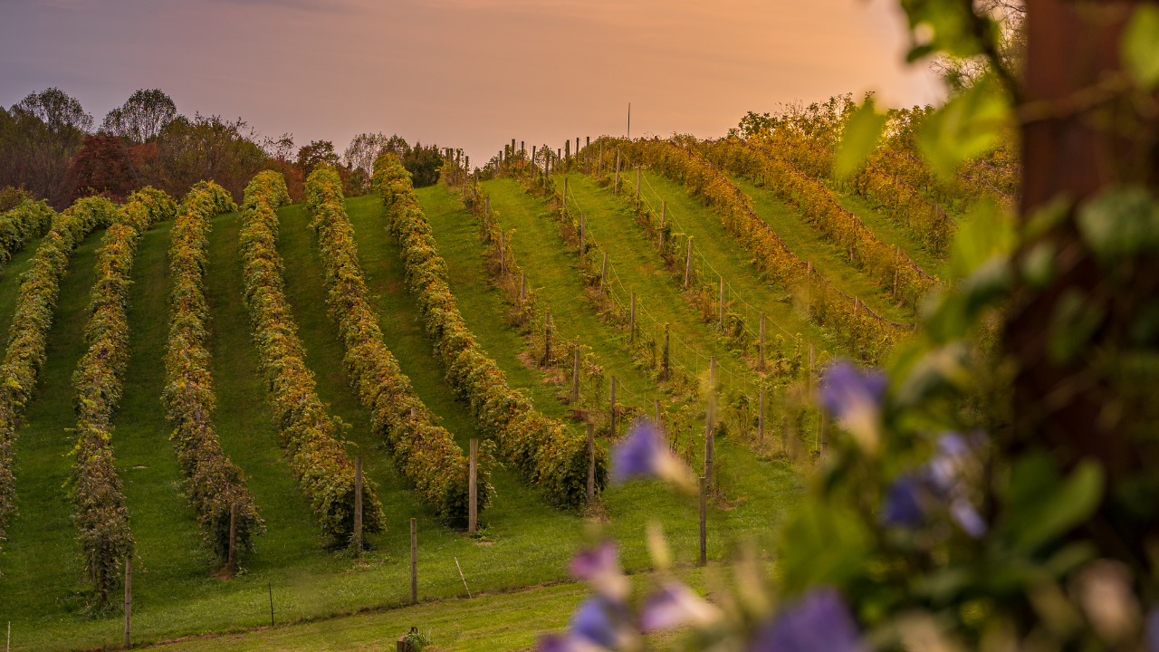 Notizie sul vino: Vino italiano sotto pressione negli USA, consumi giù del 10,4% a maggio