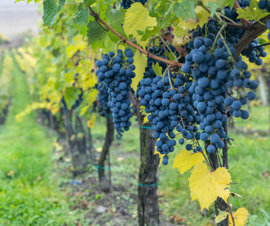 Notizie sul vino: record negativo per la produzione mondiale di vino nel 2024, la più bassa dal 1961