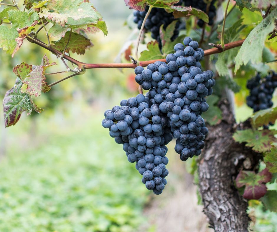 10 cose da sapere sul Gaglioppo