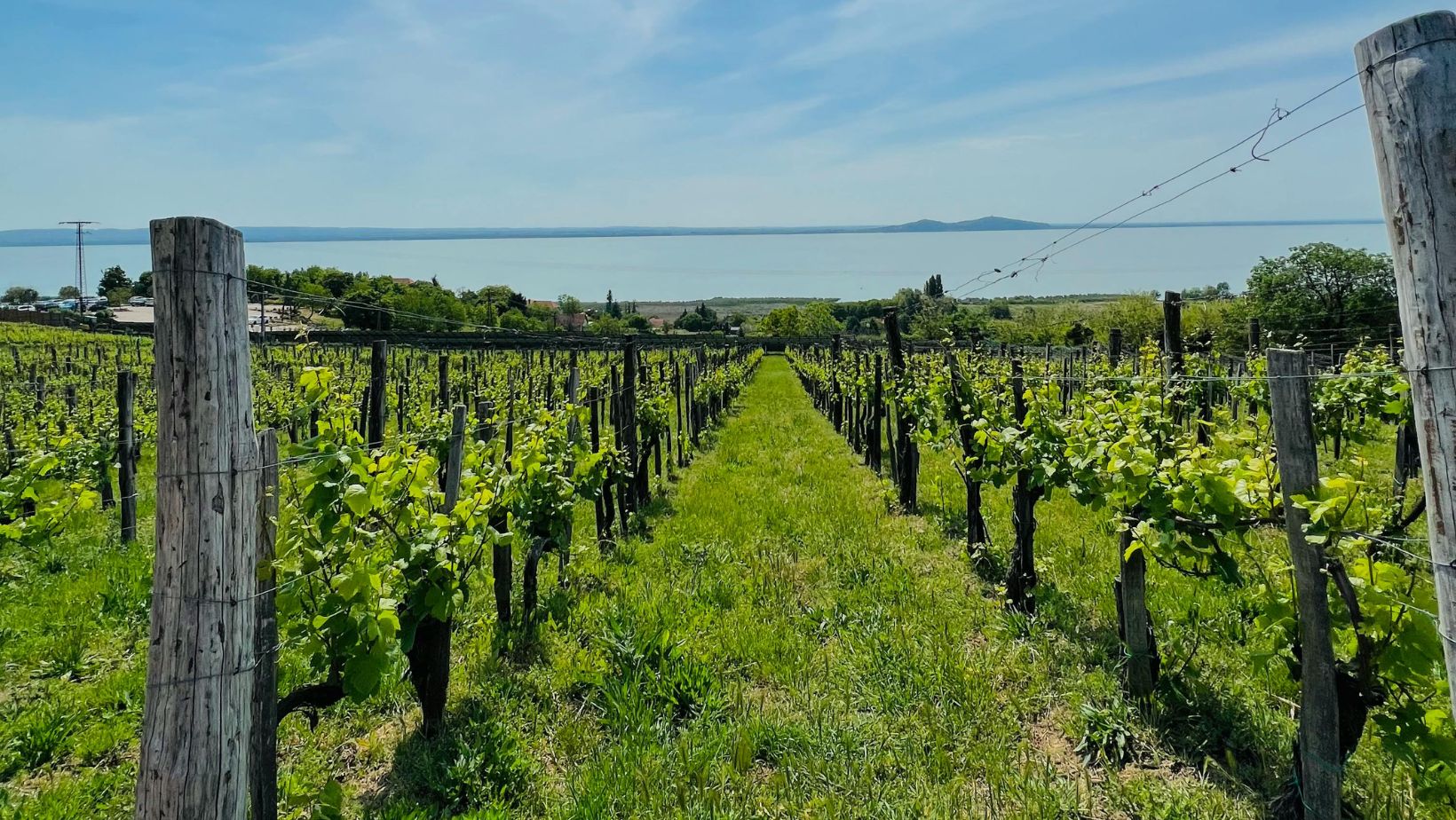 10 cose da sapere sul Gaglioppo