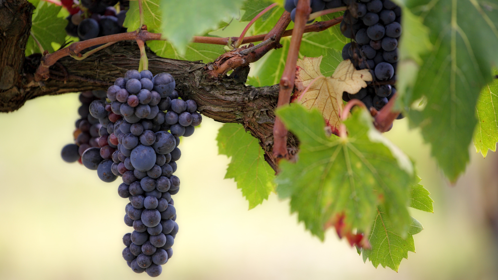 LA MALATTIA DI PIERCE INCOMBE SUI VIGNETI EUROPEI: UNA NUOVA FILLOSSERA?