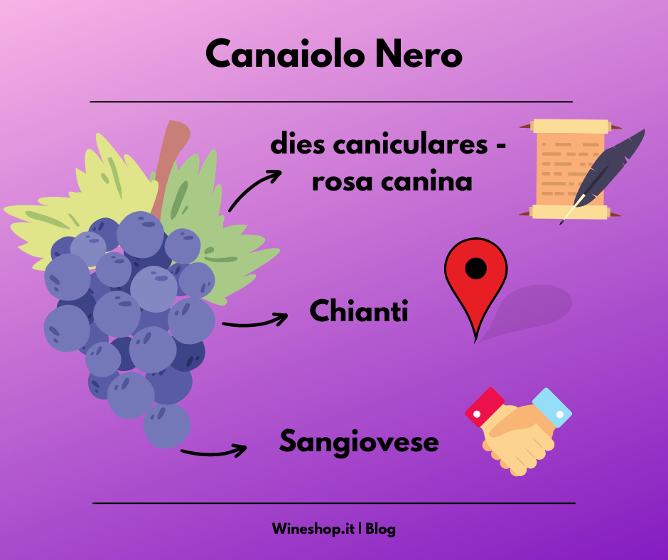 Canaiolo Nero: storia, zona di produzione, caratteristiche del vitigno e dei vini, curiosità e vendita online
