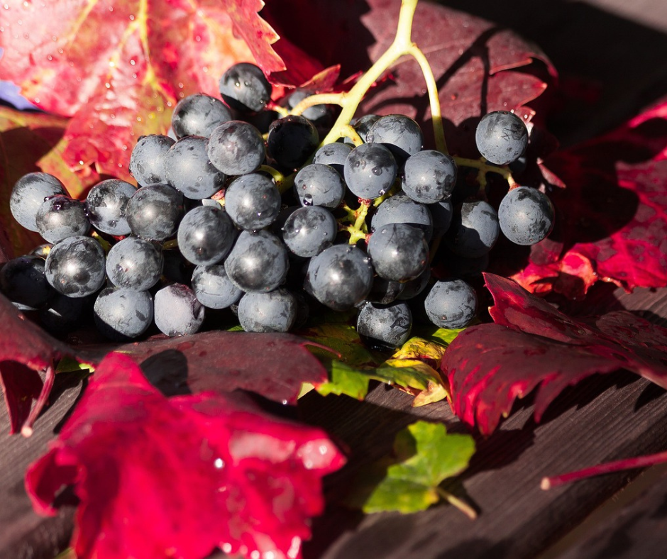 Notizie sul vino: -1% per la vendemmia europea 2024, ma la produzione italiana è in crescita