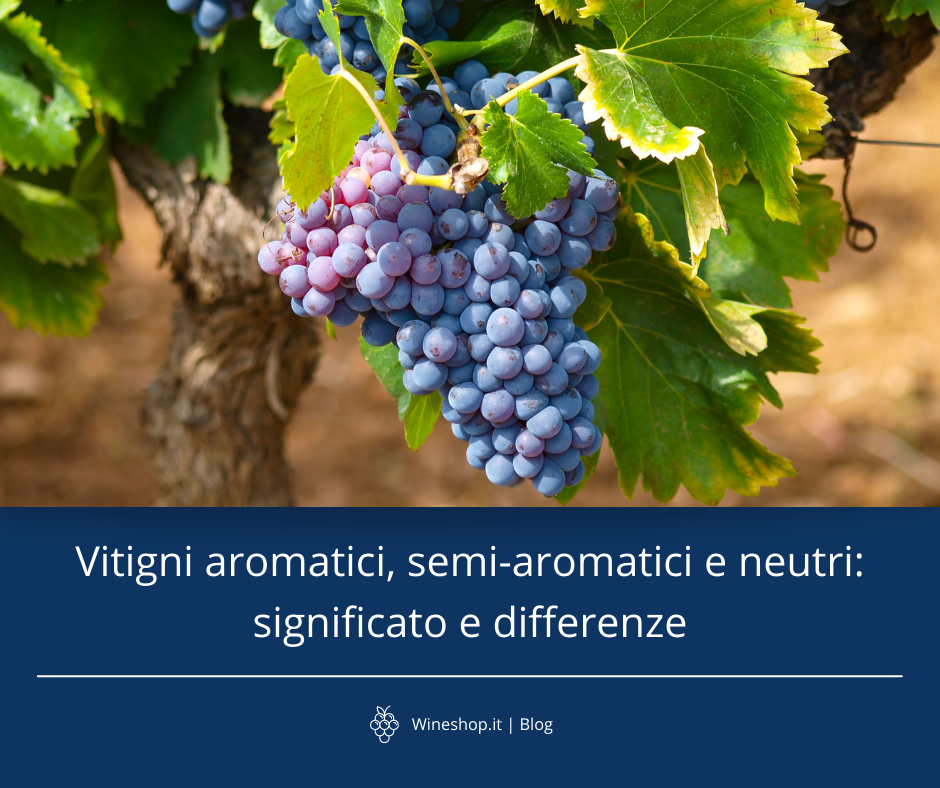 Vitigni aromatici, semi-aromatici e neutri: significato e differenze