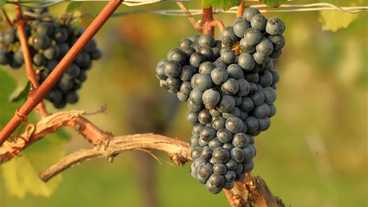 Notizie sul vino: Lo Chardonnay Rosé entra a far parte dei vitigni ufficiali dello Champagne