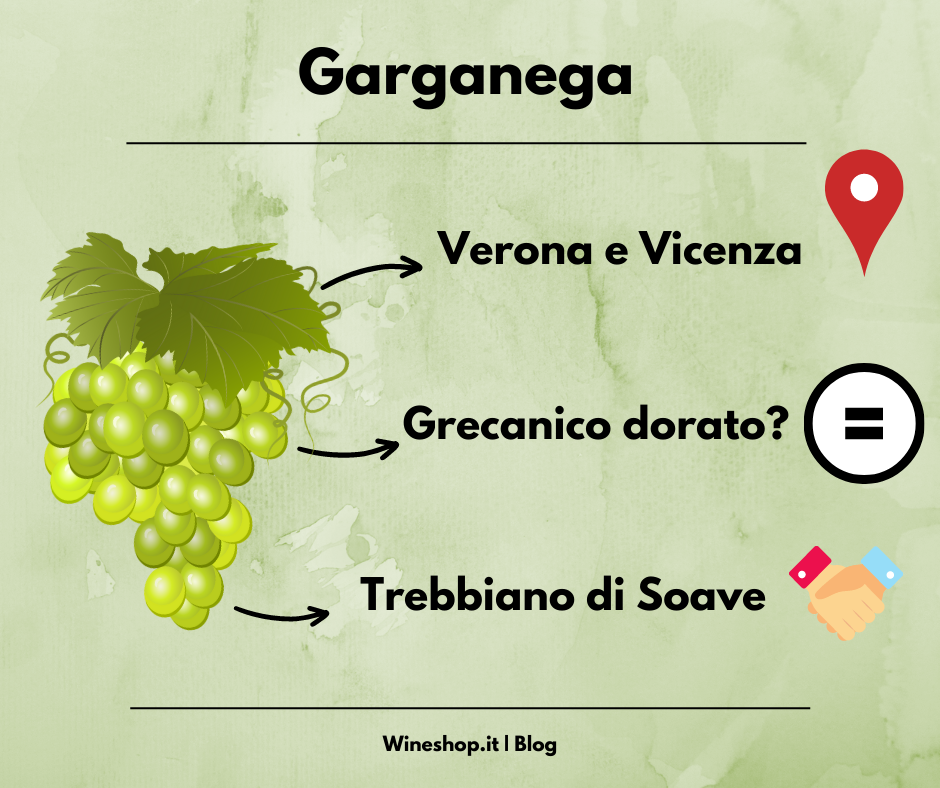 Garganega: vitigno e vini