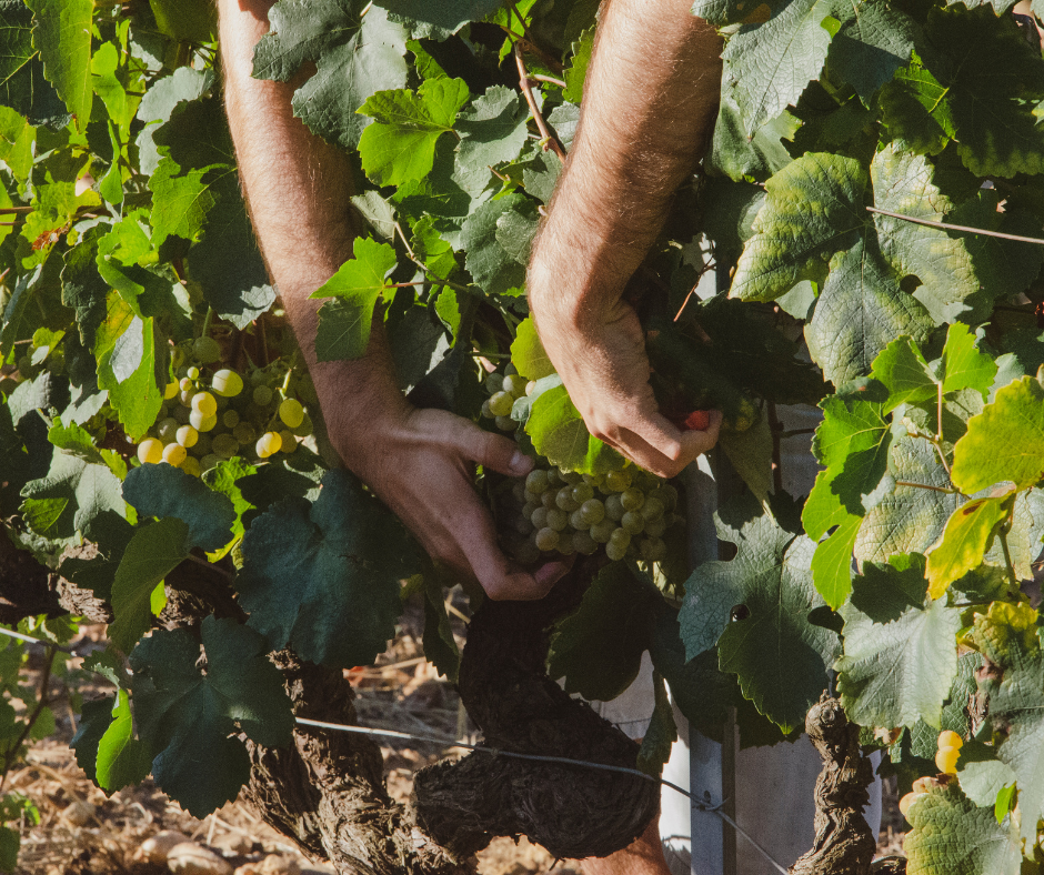 Notizie sul vino: via alla vendemmia 127 per Contini, è record assoluto per la Sardegna