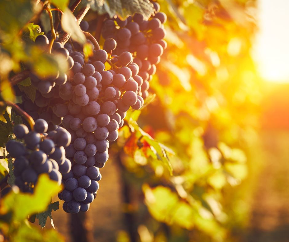 10 cose da sapere sulla Croatina