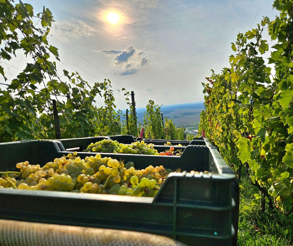 Notizie sul vino: Produzione mondiale di vino 2025 in crescita del 3%, l’Italia si conferma al primo posto