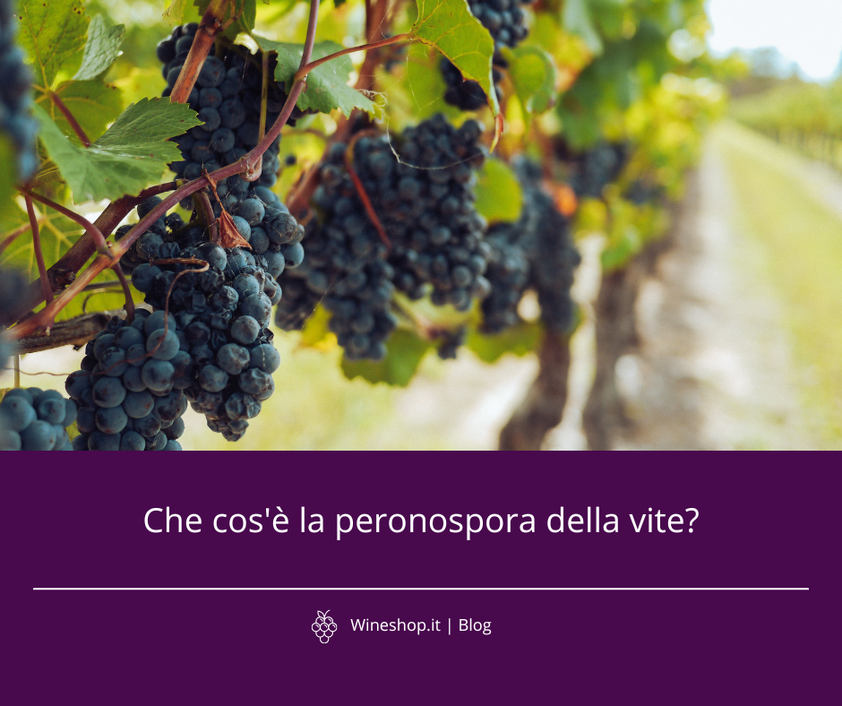 Che cos’è la peronospora della vite?