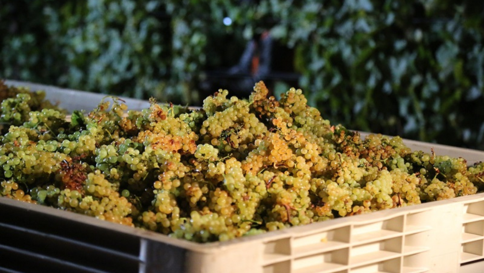 Perché si pratica la vendemmia notturna?