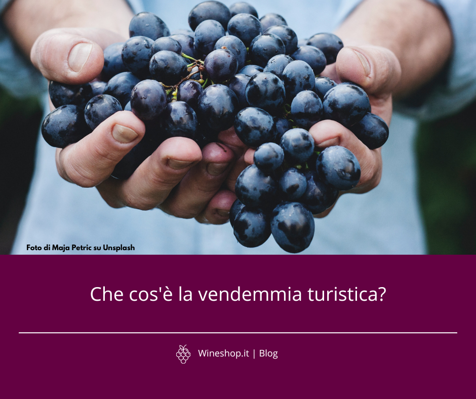 Che cos’è la vendemmia turistica?