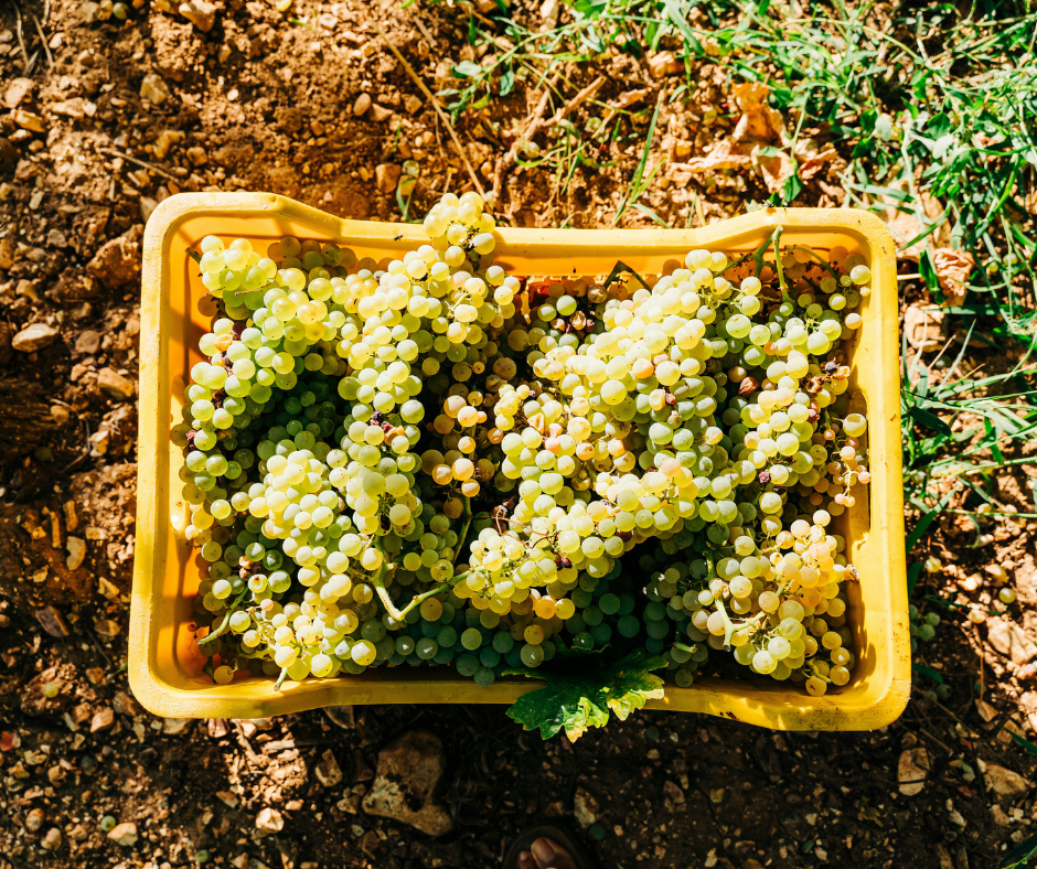 Notizie sul vino: vendemmia 2025 in Italia, in Veneto crescita tra il 3% e il 5%, nel Chianti volumi in calo ma qualità ai massimi livelli