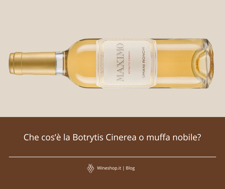Che cos'è la Botrytis Cinerea o muffa nobile?