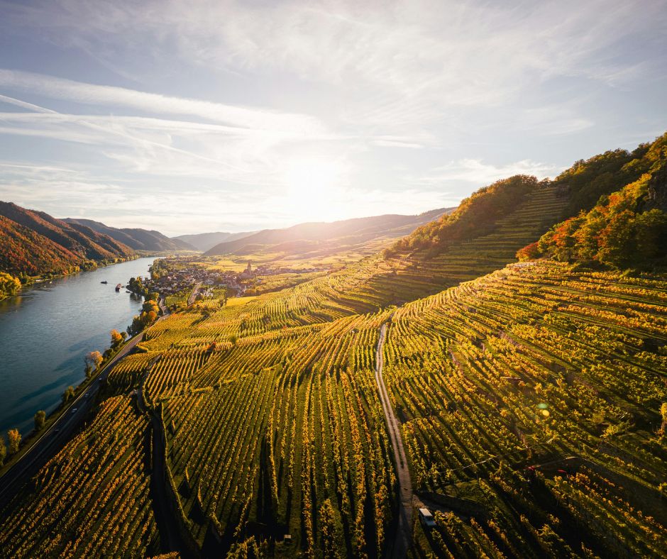 Qual è la differenza tra terroir e cru?