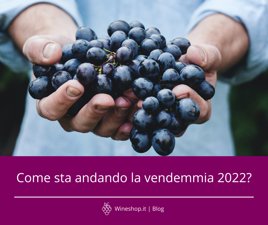 Come sta andando la vendemmia 2022?