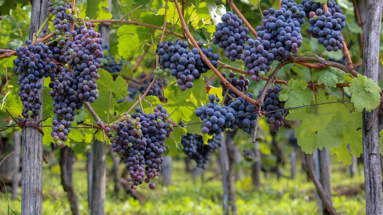 Che cos’è la resa per ettaro e perché è fondamentale nel vino?
