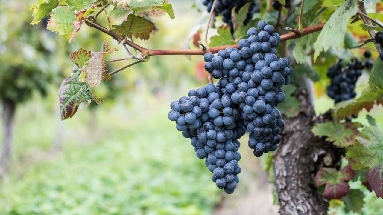 Notizie sul vino: il Prosecco vola negli USA, +178% in sette anni