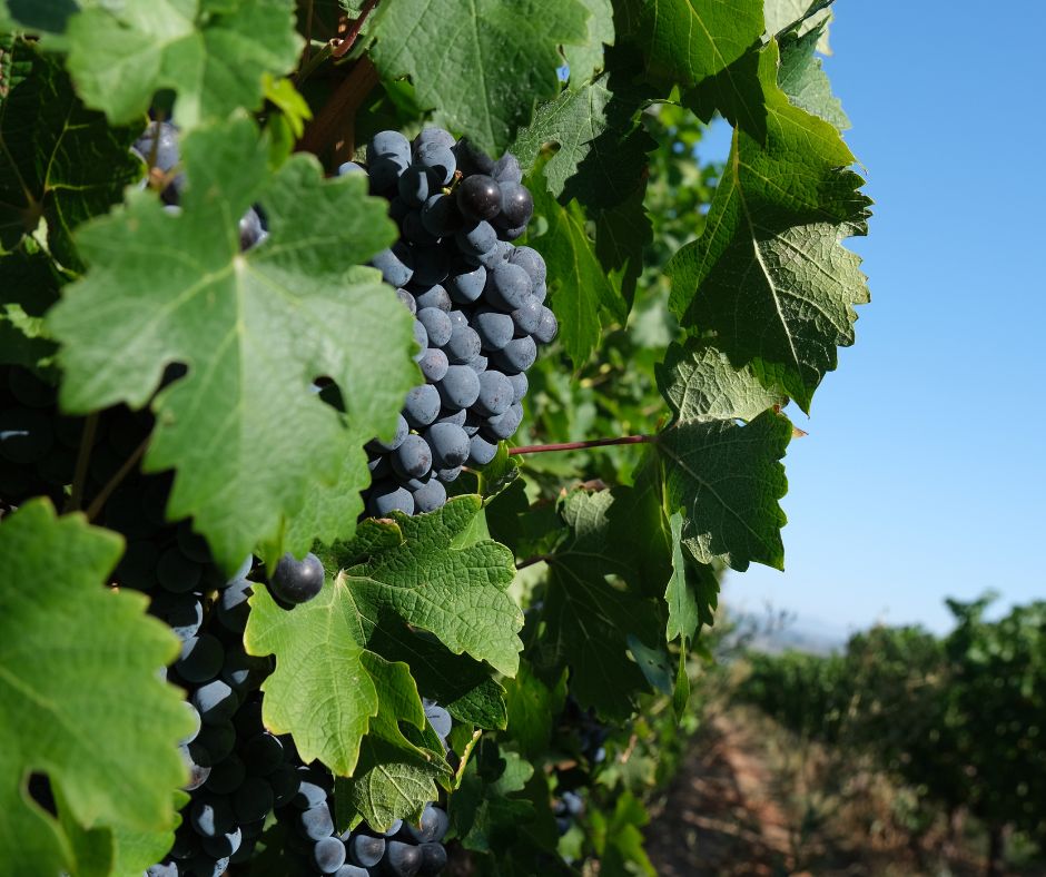 Notizie sul vino: Il Pinot Nero scalza le varietà rosse autoctone e diventa il vitigno più coltivato in Oltrepò Pavese