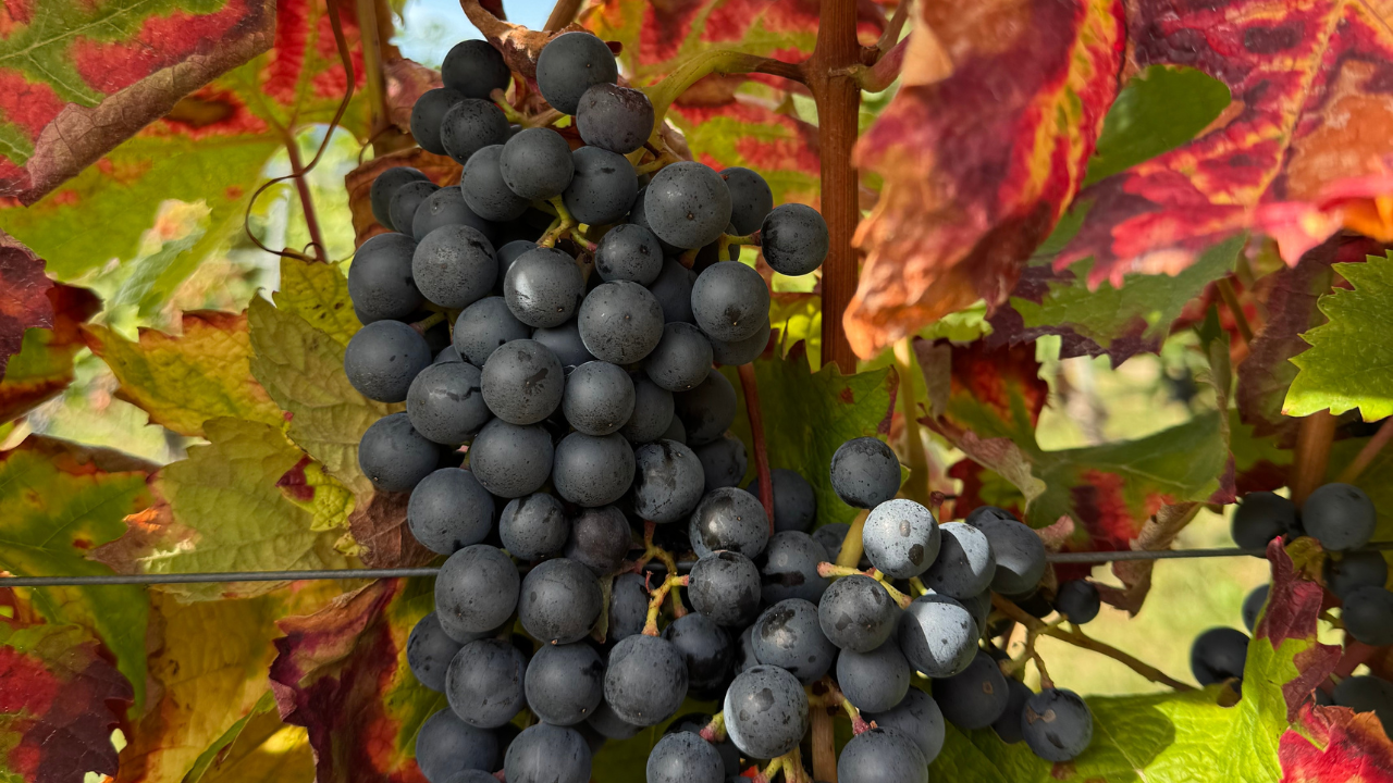 Notizie sul vino: Stop al marchio Varnacia 1321, vittoria per la Vernaccia di San Gimignano