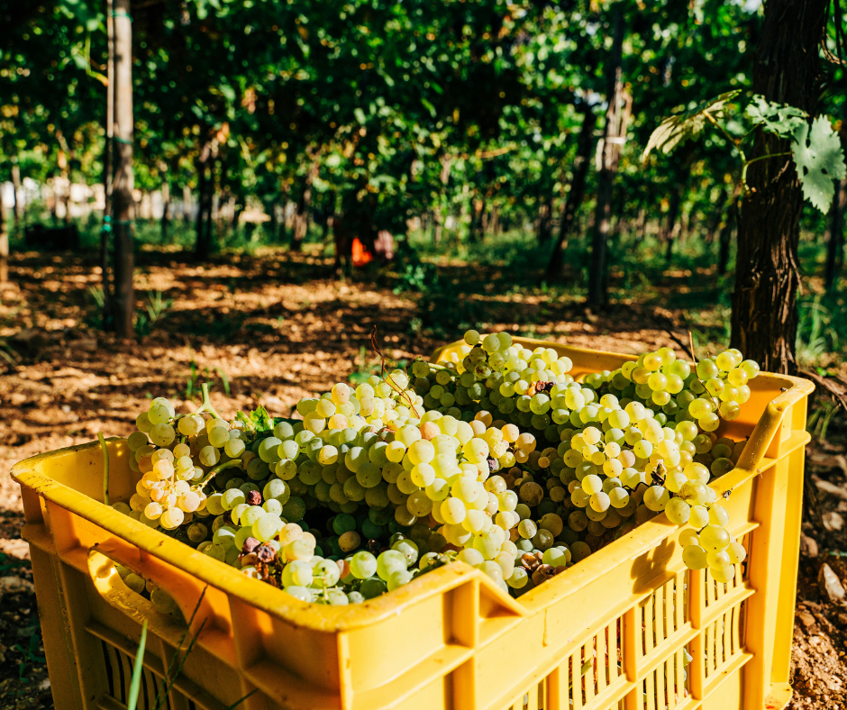 Le 5 notizie sul vino della settimana: la vendemmia 2024 è la più precoce della storia?