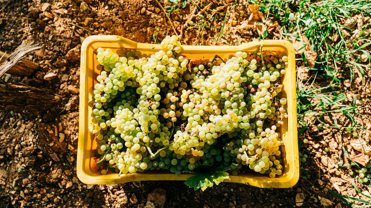 Notizie sul vino: vendemmia 2025 in Italia, in Veneto crescita tra il 3% e il 5%, nel Chianti volumi in calo ma qualità ai massimi livelli