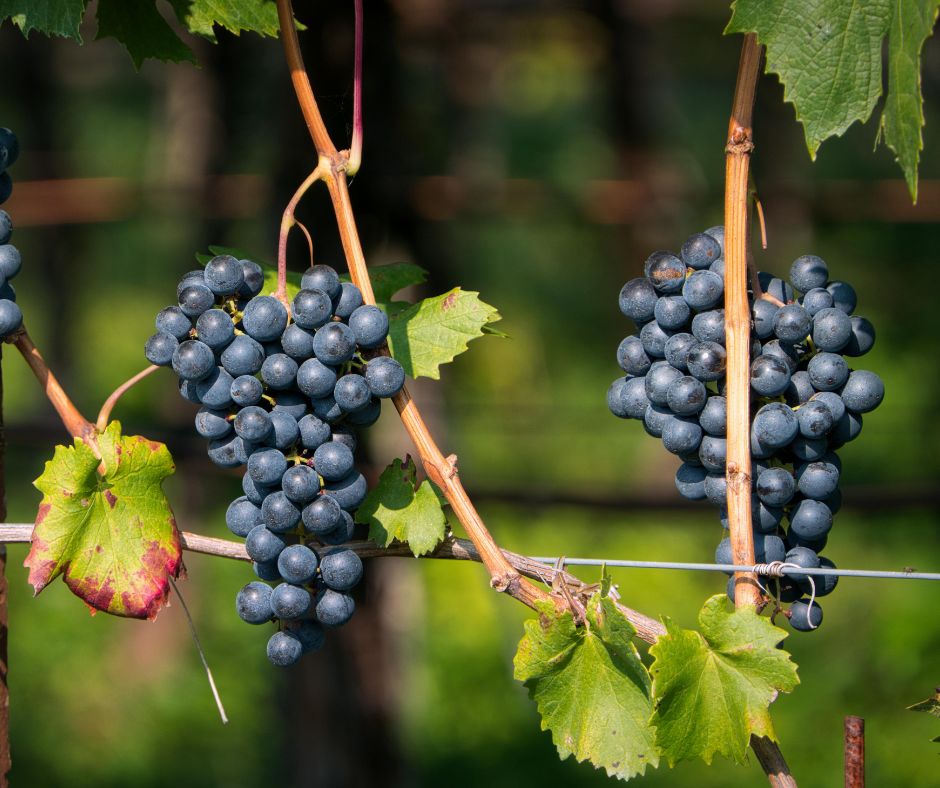 Che cos’è la resa per ettaro e perché è fondamentale nel vino?