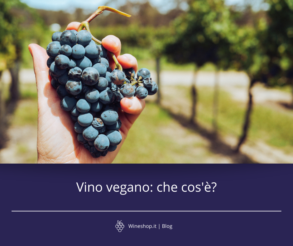 Vino vegano: che cos'è?