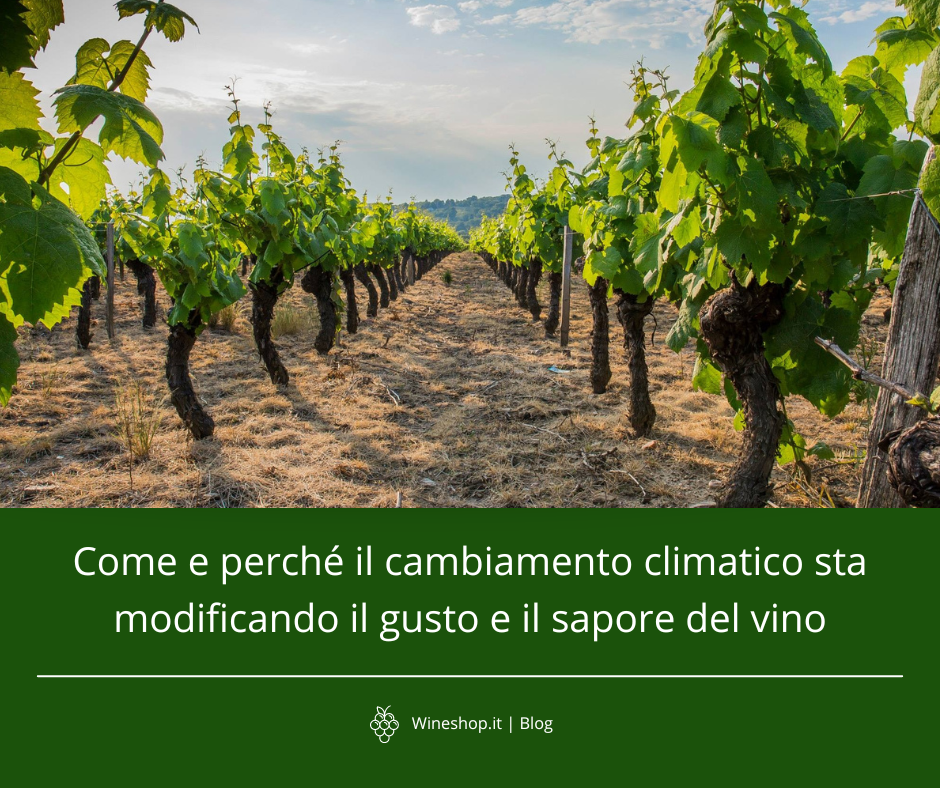 Come e perché il cambiamento climatico sta modificando il gusto e il sapore del vino