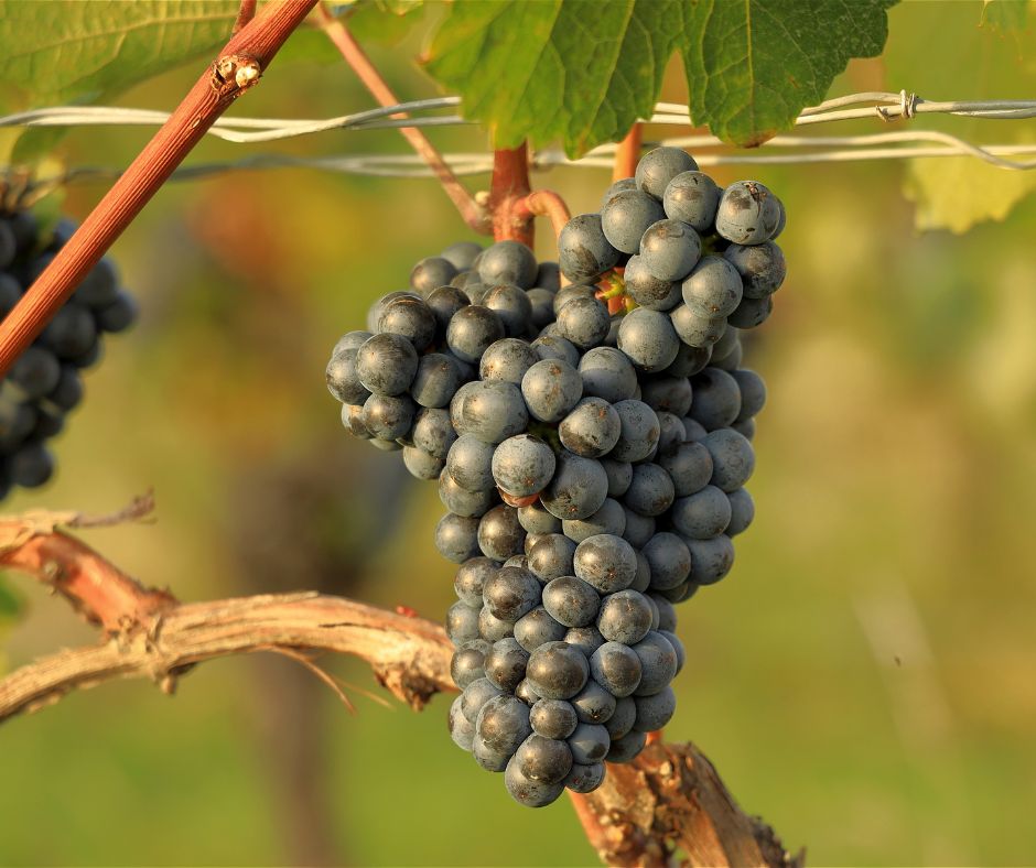 Notizie sul vino: Lo Chardonnay Rosé entra a far parte dei vitigni ufficiali dello Champagne