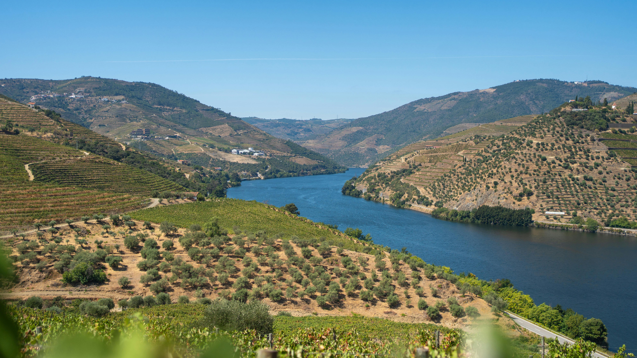Notizie sul vino: via alla vendemmia 127 per Contini, è record assoluto per la Sardegna