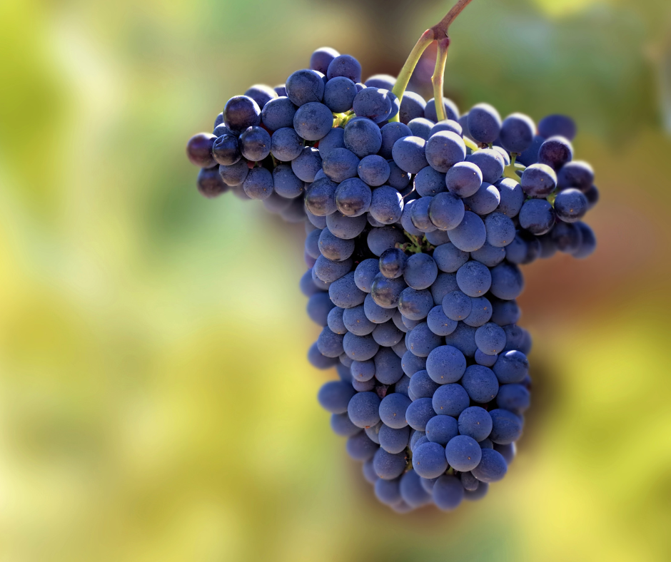 É possibile produrre vino bianco da uve a bacca nera?