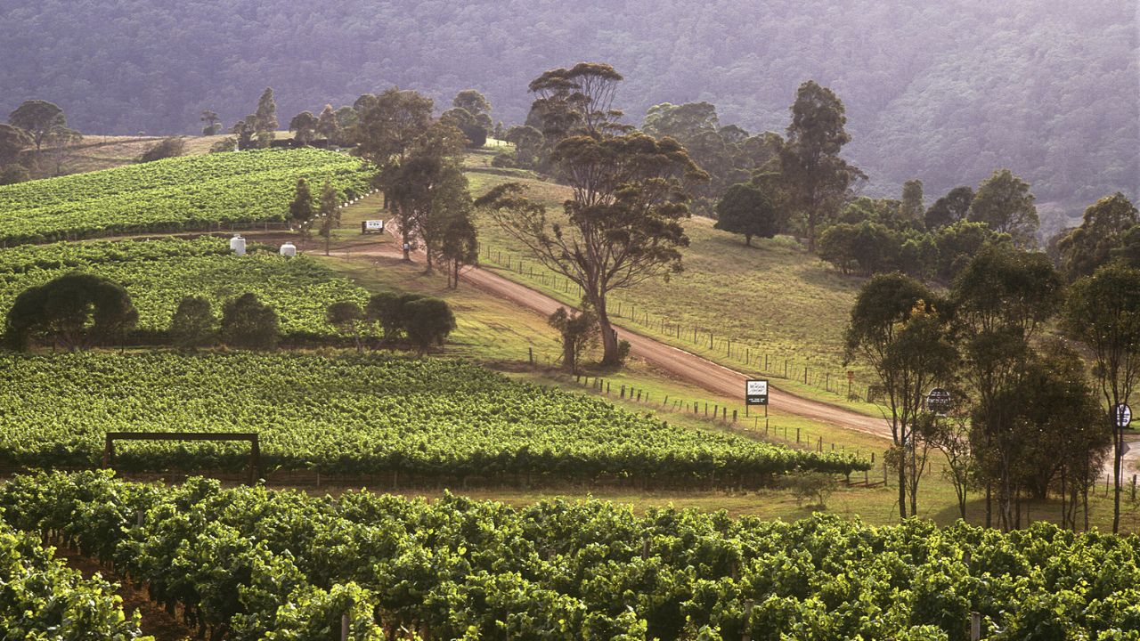 Notizie sul vino: Lo Chardonnay Rosé entra a far parte dei vitigni ufficiali dello Champagne
