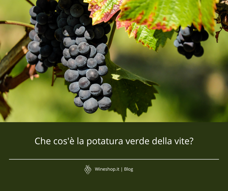 Che cos'è la potatura verde della vite?