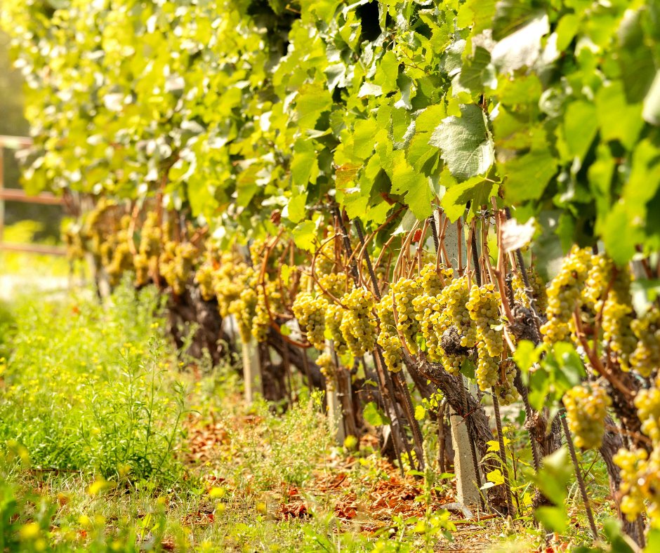 Notizie sul vino: Prosecco DOCG, la vendemmia 2025 tra le migliori degli ultimi 30 anni