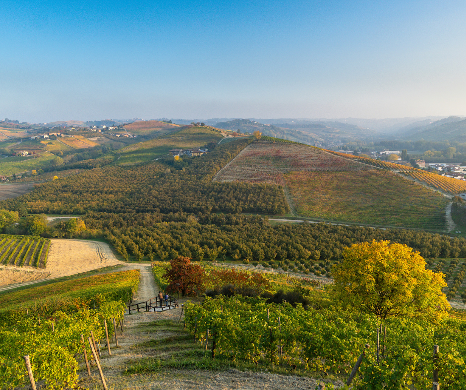 Notizie sul vino: dall'allargamento dei confini delle D.O. al vino più antico della storia, fino ai vini di Parigi 2024