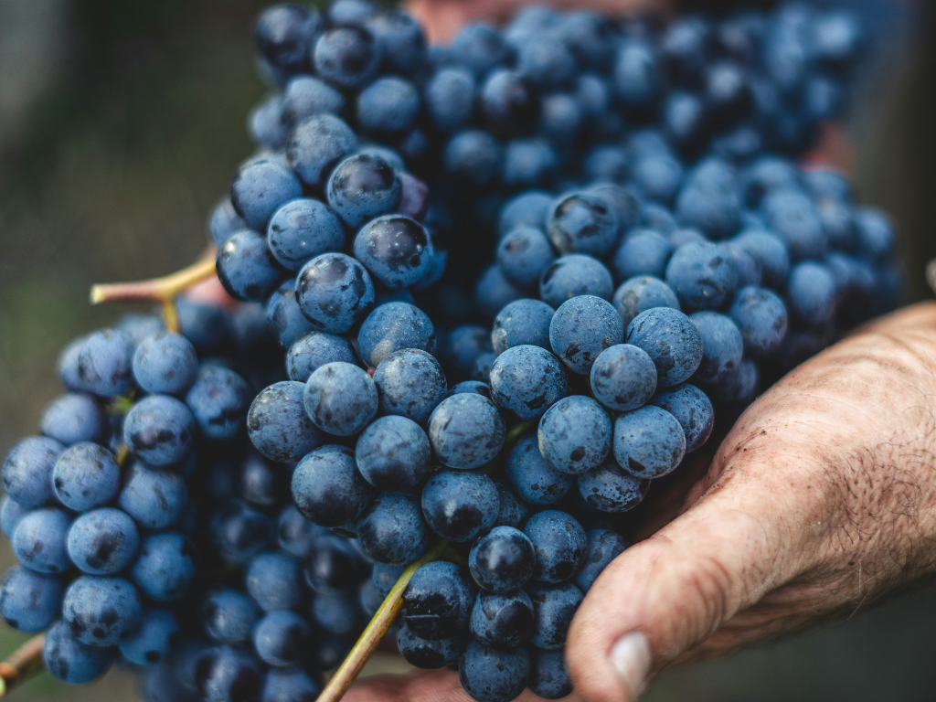 Barolo e Barbaresco: quali sono le differenze? 