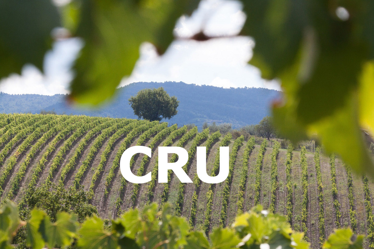 Che cosa significa il termine Cru