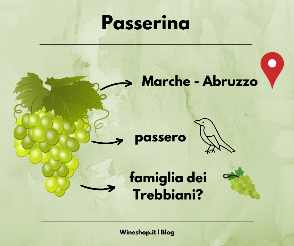 Passerina: vitigno e vini