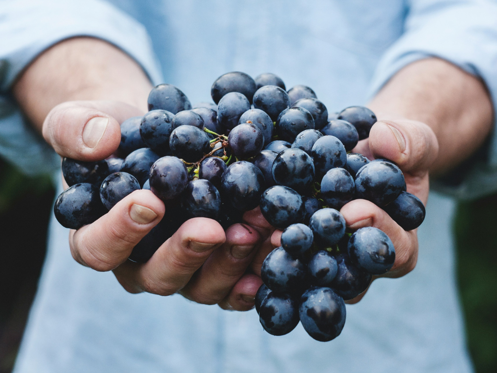 Come potrebbero cambiare i disciplinari di produzione del Barolo e del Barbaresco