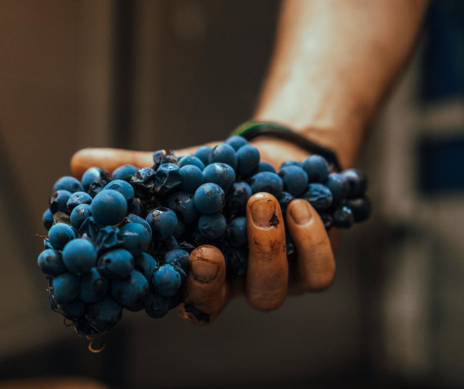 Qual è la differenza tra vinacce e fecce del vino?