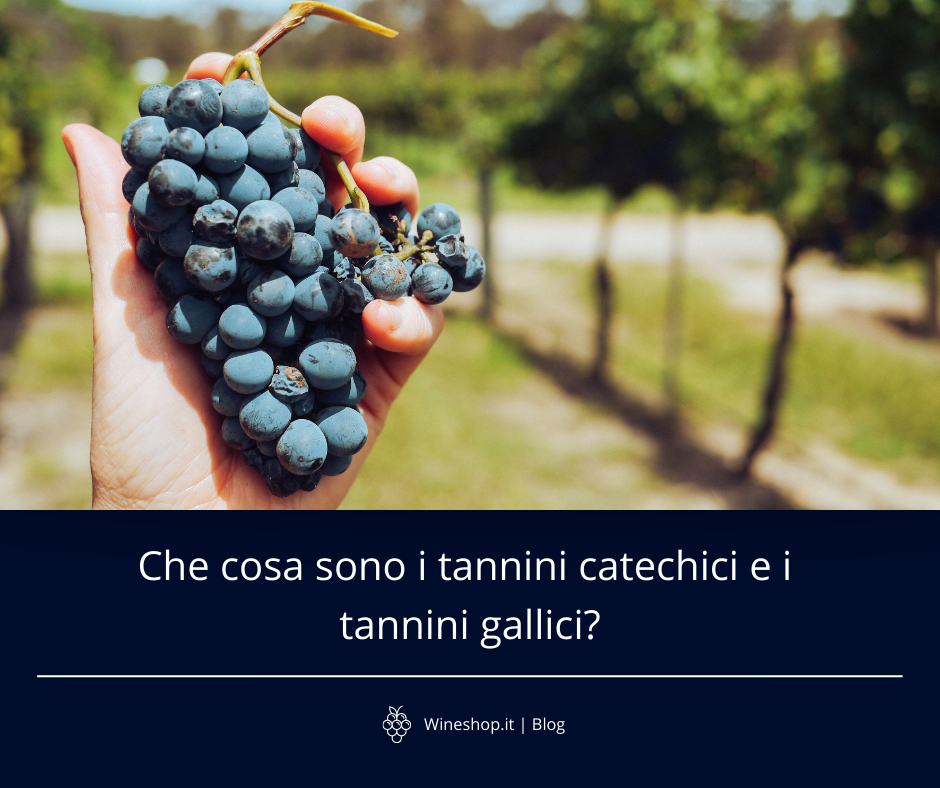 Che cosa sono i tannini catechici e i tannini gallici?