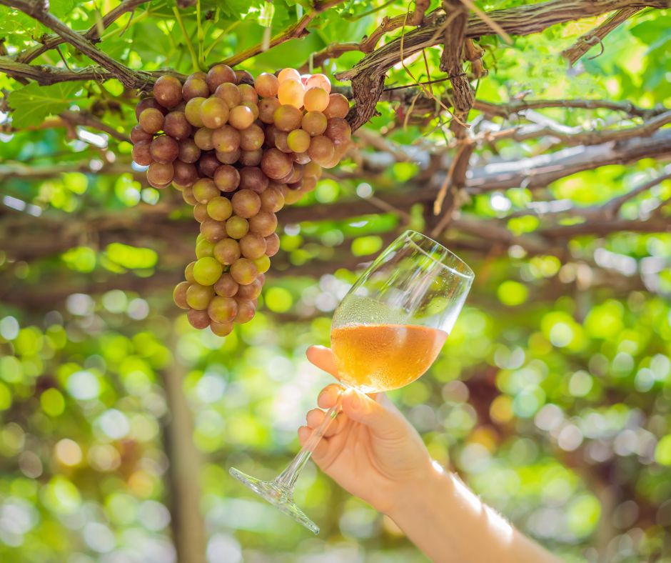 Qual è la differenza tra vino passito e vino da vendemmia tardiva?